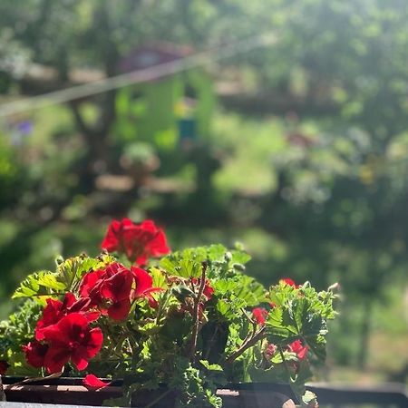 Apartman Dalija Vinkuran Esterno foto