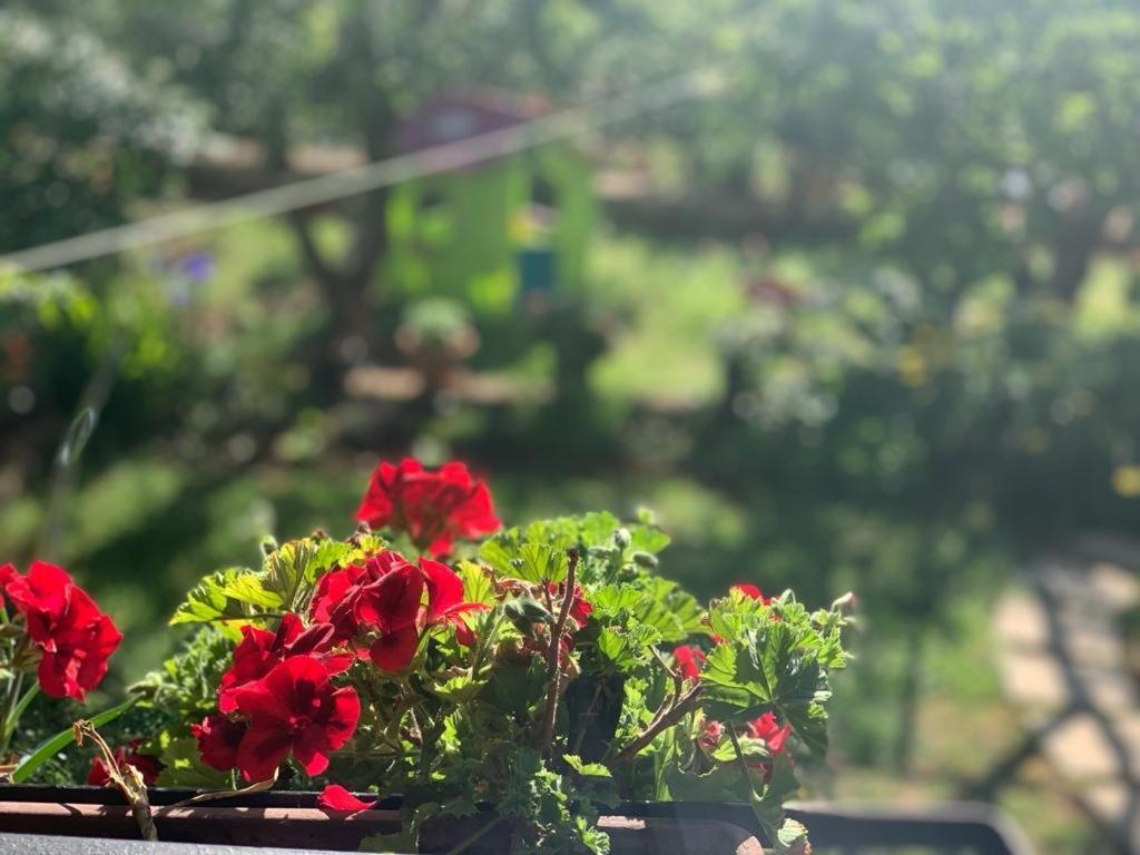 Apartman Dalija Vinkuran Esterno foto